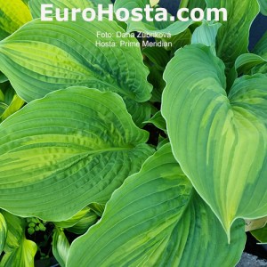 Hosta Prime Meridian