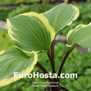 Hosta Proud Treasure