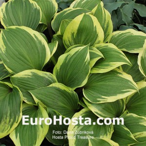 Hosta Proud Treasure