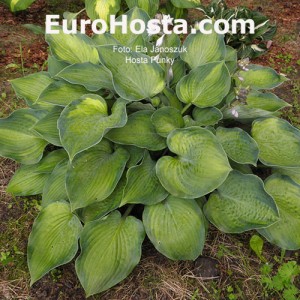 Hosta Punky