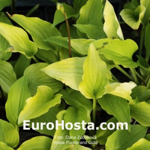 Hosta Purple and Gold