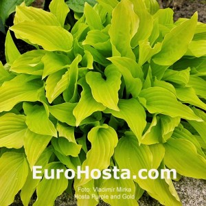 Hosta Purple and Gold