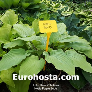 Hosta Purple Boots