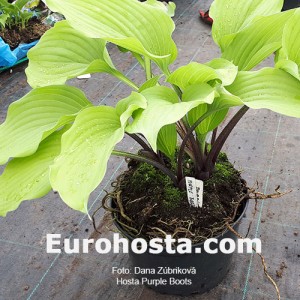 Hosta Purple Boots