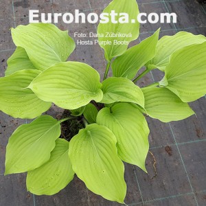 Hosta Purple Boots