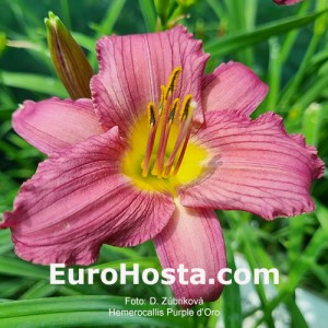 Hemerocallis Purple d'Oro