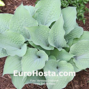 Hosta Purple Haze 