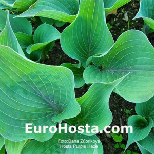 Hosta Purple Haze 