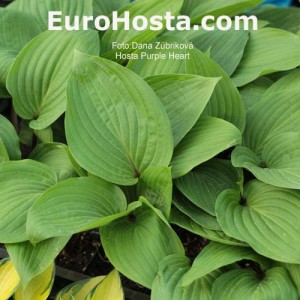 Hosta Purple Heart - Eurohosta