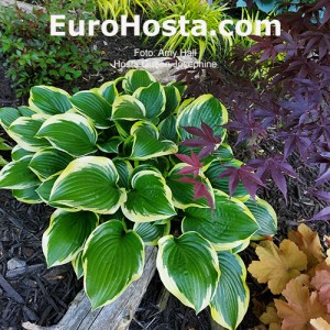 Hosta Queen Josephine - Eurohosta