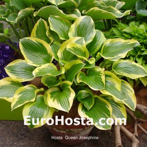 Hosta Queen Josephine - Eurohosta