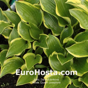 Hosta Queen Josephine - Eurohosta