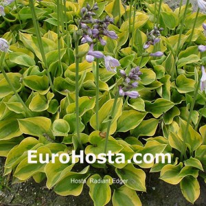 Hosta Radiant Edger - Eurohosta