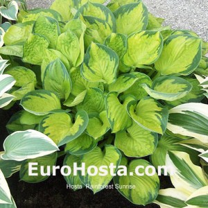 EuroHosta.com  Foto:Vladimír Mirka Hosta  Rainforest Sunrise