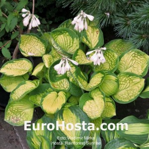 Hosta Rainforest Sunrise - Eurohosta