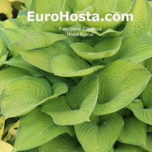 Hosta Rascal - Eurohosta