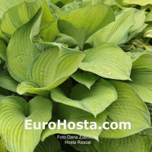 Hosta Rascal - Eurohosta