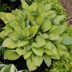 Hosta Rascal - Eurohosta