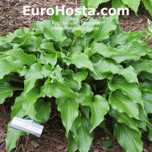 Hosta Raspberry Sorbet - Eurohosta