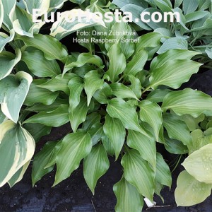 Hosta Raspberry Sorbet - Eurohosta