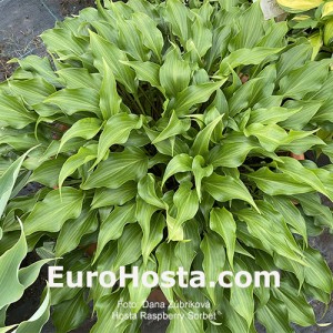 Hosta Raspberry Sorbet