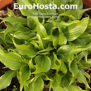 Hosta Raspberry Sorbet