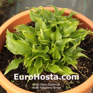 Hosta Raspberry Sorbet