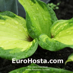 Hosta Raspberry Sundae - Eurohosta