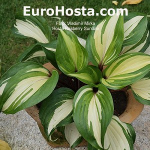 Hosta Raspberry Sundae - Eurohosta