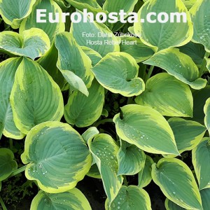 Hosta Rebel Heart