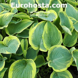 Hosta Rebel Heart