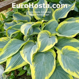 Hosta Rebel Heart
