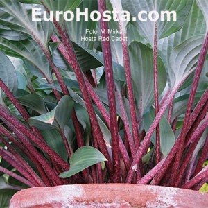 Hosta Red Cadet Eurohosta