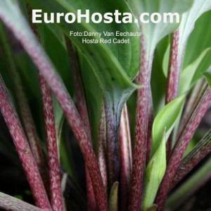 Hosta Red Cadet Eurohosta