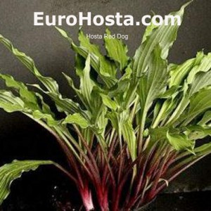 hosta red dog - eurohosta