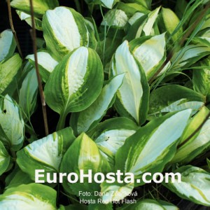 Hosta Red Hot Flash