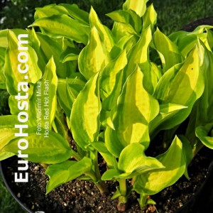 Hosta Red Hot Flash