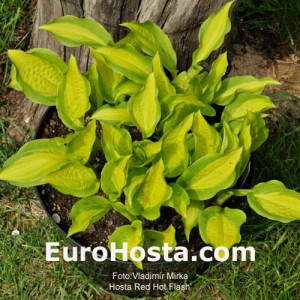 Hosta Red Hot Flash