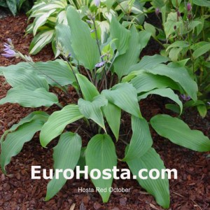 Hosta Red October - Eurohosta