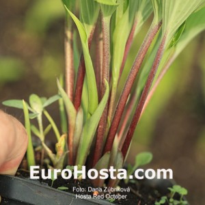 Hosta Red October