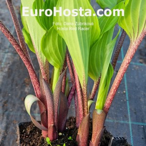 Hosta Red Racer