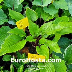 Hosta Red Racer