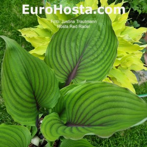 Hosta Red Racer