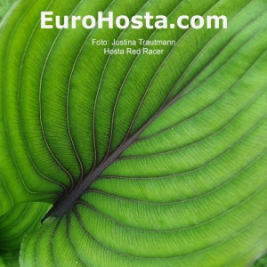 Hosta Red Racer