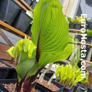 Hosta Red Racer