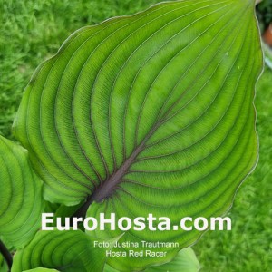 Hosta Red Racer