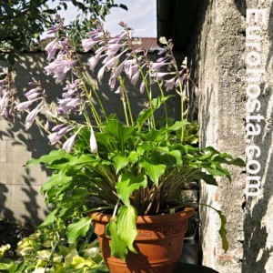 Hosta Red Salamander