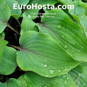 Hosta Red Titanium