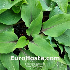 Hosta Red Titanium
