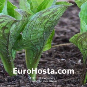 Hosta Redback Tawern